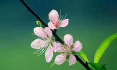 在梦中逃避老虎追杀，未能困扰我的生活：一个关于梦见被老虎追逃生的经历和意义的讲述