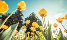 玉净瓶有哪些神奇的功效？摆放哪些物品能获得最大的招财效果？