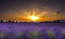 在梦中拨弄玉米，象征着怎样的潜在含义？