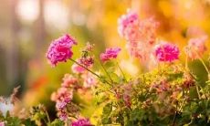 解读梦境：在梦中迷失母亲的含义是什么？