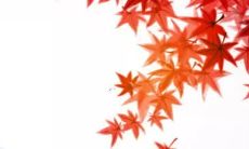 2022年对55岁的猴来说，运势会是怎样的呢？