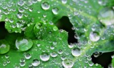 女马大男狗4岁属相婚配表：探讨女马与男狗是否相配，道尽两者相处之道