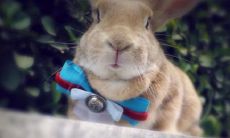 为何竹柏虽然具有良好的风水寓意及摆放讲究，却不适合在家中养殖？