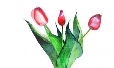 探索日本最优美的女性名称，让你感受独特的日本文化和美学价值观！