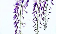 2022年属马男性的运势展望：根据1978年生肖排盘预测