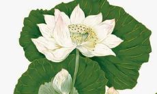 属虎人女2022年度综合运势预测：从事业到健康，从感情到财运，看你这一年的高低起伏！