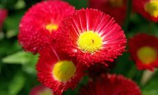 当你梦见天际翱翔着无尽鱼群，这究竟预示着什么呢？