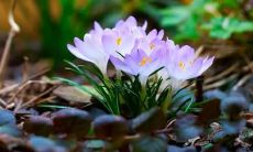 梦见自己的小孩被小偷偷走，在梦中经历了无尽的心痛和焦虑