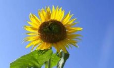 在梦中进行的梦境里，吃鸡肉成了最令人难忘的部分：梦见做梦梦见吃鸡肉