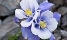 梦见戒指上的钻石碎裂，预示着什么样的潜在含义？