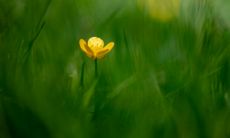 揭秘1995年人的命运趋势：哪一年可能迎来姻缘？