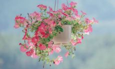 家中饲养猫咪是否会对家庭风水产生积极影响？ 有没有将饲养猫咪与财富运势联系起来的道理？