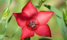 我梦见在雨中洗的衣服被淋了湿，让我陷入了无尽的烦心与烦恼