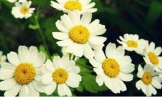 众说纷纭：探究丙子日柱女命婚姻的幸福程度，以及对于整体运势的影响是否正面？