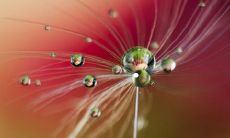 在家中养小叶紫檀的好处与小叶紫檀的风水意义