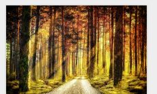 探索屋顶耕种土命的职业道路：适合从事土地买卖的人选