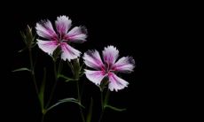 紫气东来适合哪些人？为什么将紫气东来用于不合适的场合可能产生不良结果？