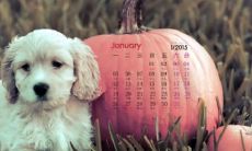 流浪猫上门的意义是什么？为何不能强制赶走？