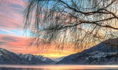 虎皮兰开花的文化内涵、象征意义与吉祥寓意：探究虎皮兰开花之喜好兆象