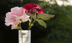 鼻梁上长痣表示什么？拥有鼻梁上痣的人在人际交往中会受到什么影响？