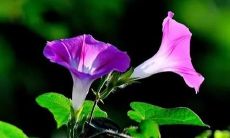 梦见葡萄籽，预示着什么？探究梦境中葡萄籽的象征意义及其隐含的可能影响