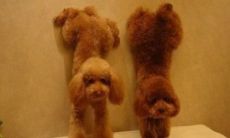 同为十二生肖中的男狗女牛是否属相配对得宜？