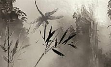 2022年，生肖为鼠的人的运势将会如何呢？