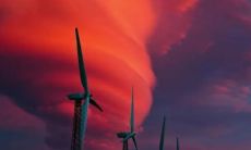 种柠檬树放在家里或阳台，哪个更好？自家种植柠檬树的优缺点分析