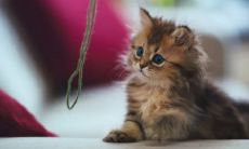 财神爷最忌讳看到的事情及供财神最佳的三种水果推荐