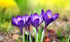 做梦失恋和陷入三角恋的含义和解读是什么？