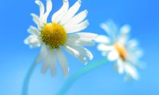 究竟是哪种脸型拥有最佳面相？探讨脸型影响命运的奥秘