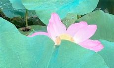 属兔人2022年健康运势大揭秘：从各方面分析今年属兔人的身体状况及如何保持良好健康状况