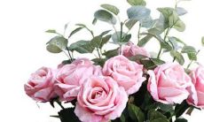 水瓶座上升的个性：透视职场选择的关键性格特质分析