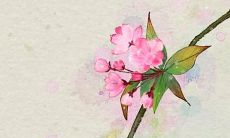 如何免费获取生辰八字并进行取名、改名，让自己的姓名变成“周安”？