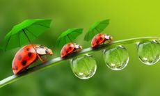 金牛座女性的性格特征和男性对金牛女的印象：深入剖析金牛女的内心世界与行为逻辑，以及她与异性交往时的神态和气质