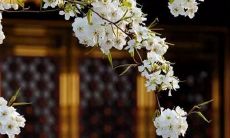 Ciji在战场上的探索：探讨男性如何在追求女孩时选择适合的名字