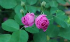 当你梦见自己的头发掉落时，是否预示着在关乎你的人眼中，你的状况受到了关注并可能会得到一通关心的电话？