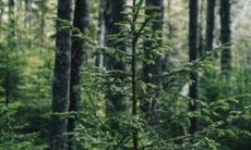 如何应对壬戌日柱女命运较为困难且必须独自应对的情况