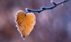 梦见下雪意味着什么？女性做梦下雪的暗示和预兆是什么？周公解梦：梦里雪花纷飞，到底预示着哪些信息？