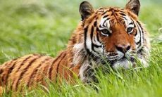 2022年属虎的人结婚是否合适？虎年本命年的结婚风水有哪些需要注意的事项？