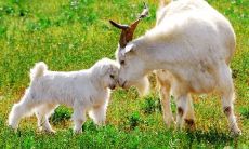 在2015年，哪个生肖将成为属相？