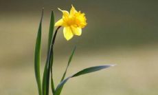 家居风水测评：壁虎进屋为什么具有吉兆？