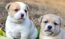 哪些星座是与十二生肖狗最为完美的配对？