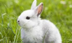 35岁属兔人1987-2022年完整的运势分析：逐个月剖析属兔人在2022年的运程变化及未来发展趋势