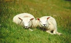 在1979年腊月里，哪些动物符合属相规定？