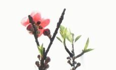 姓廖的女孩该如何选取一个漂亮动听的名字？