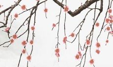 即将到来的2022年，属鼠人的1972年出生者的运势预测