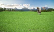 2021年属牛人是否适合结婚？是否存在某些必须遵守的婚姻忌讳？