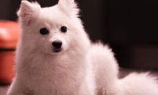 深入剖析大林木命的性格及运势，探究最佳配偶选择