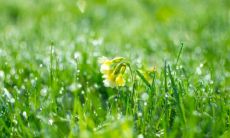 探讨双鱼男巨蟹女的配对关系：巨蟹女是否能够成功地驾驭、控制双鱼男？